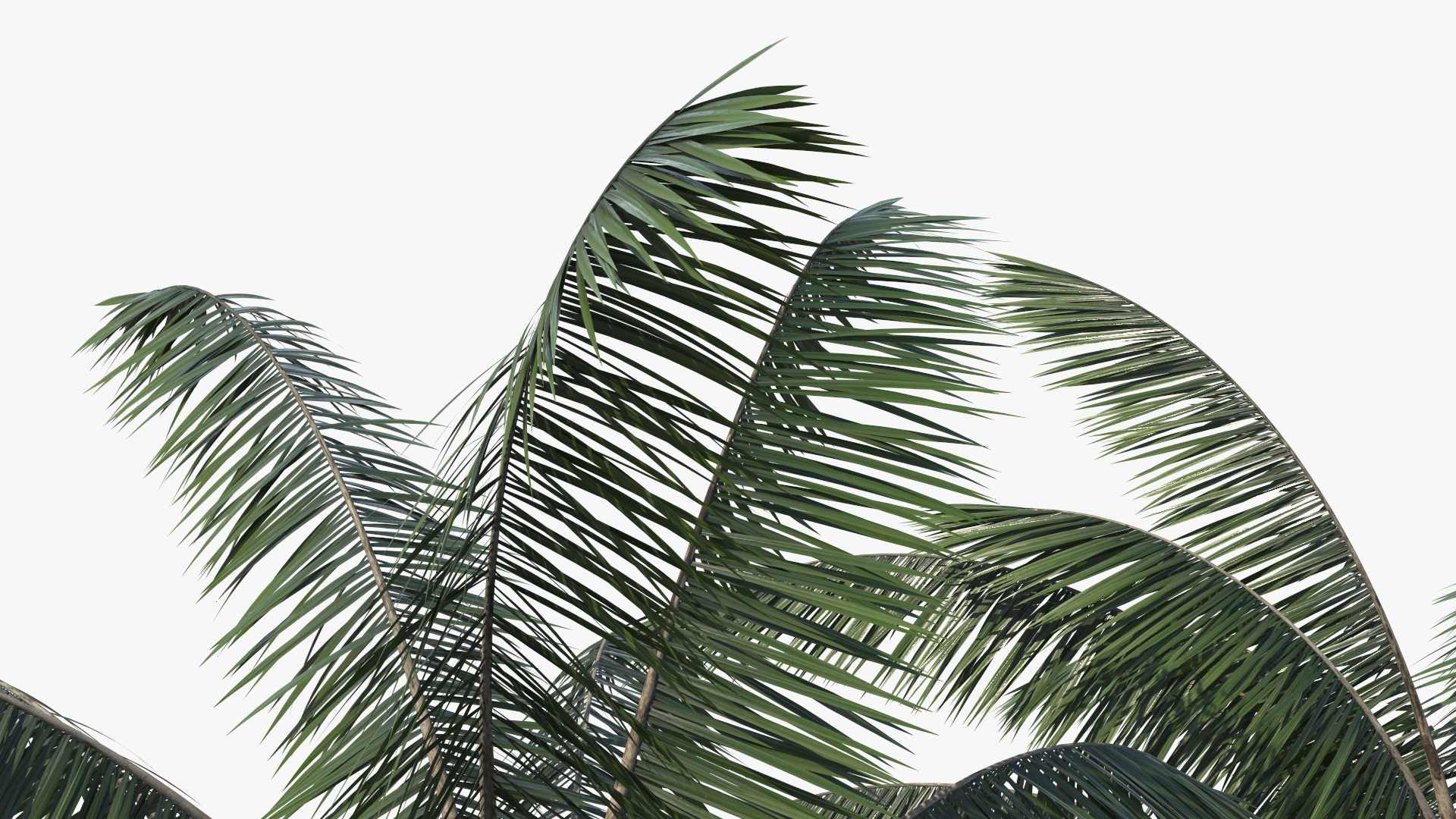 Palm Tree 3D model
