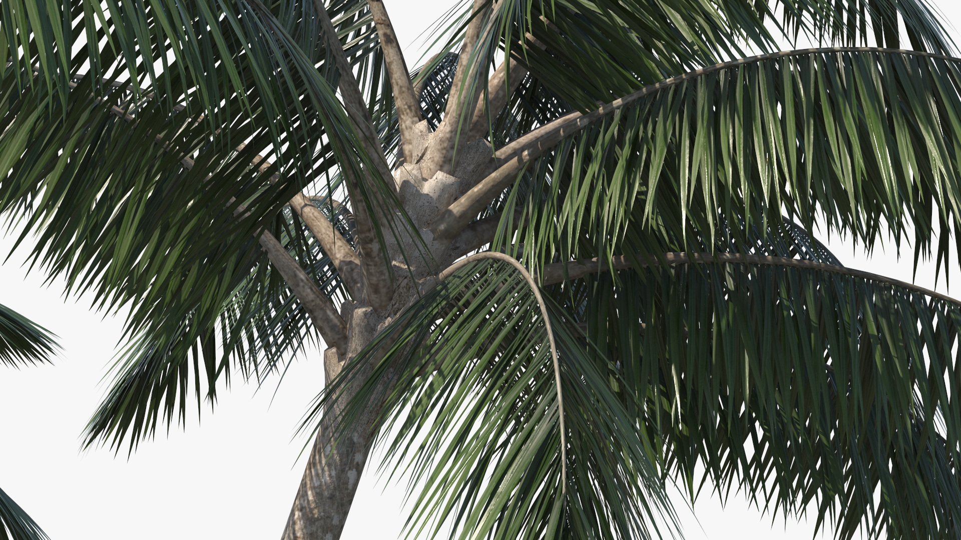 Palm Tree 3D model
