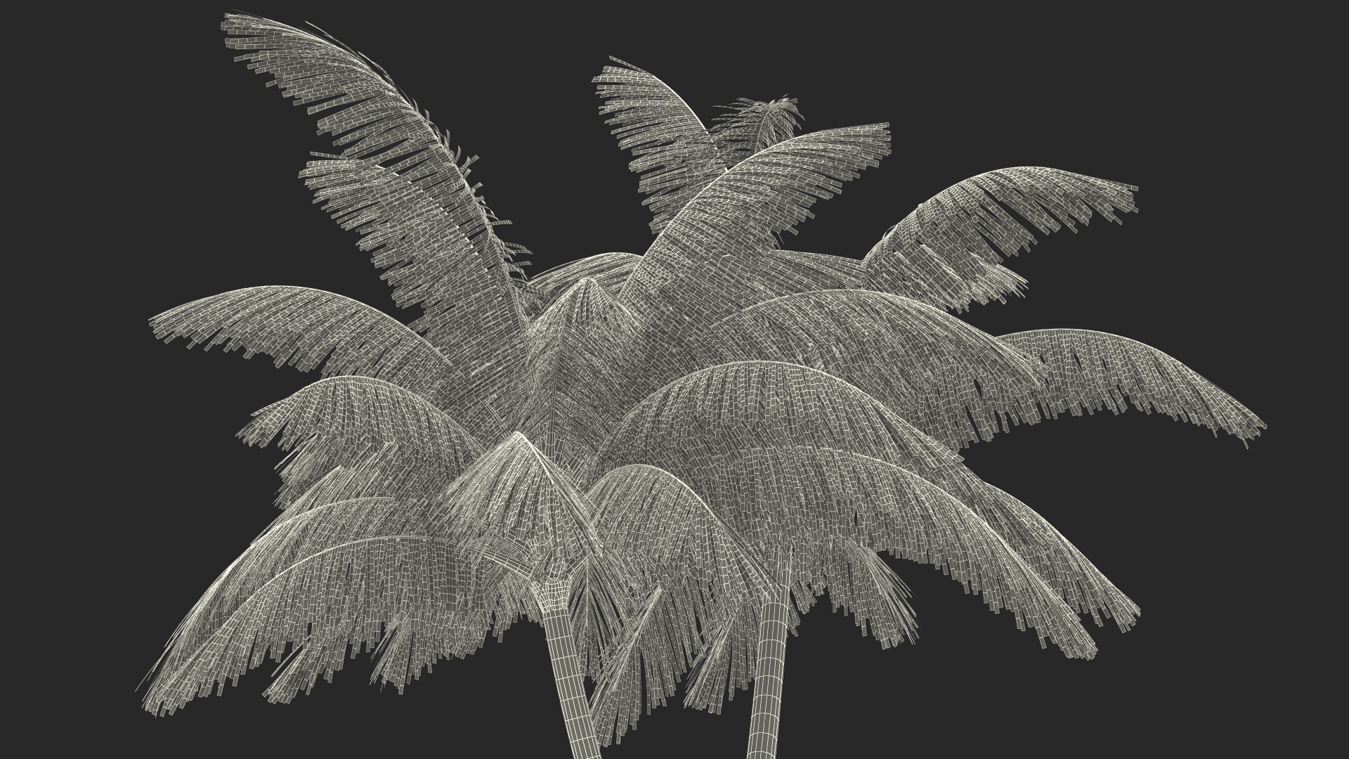 Palm Tree 3D model