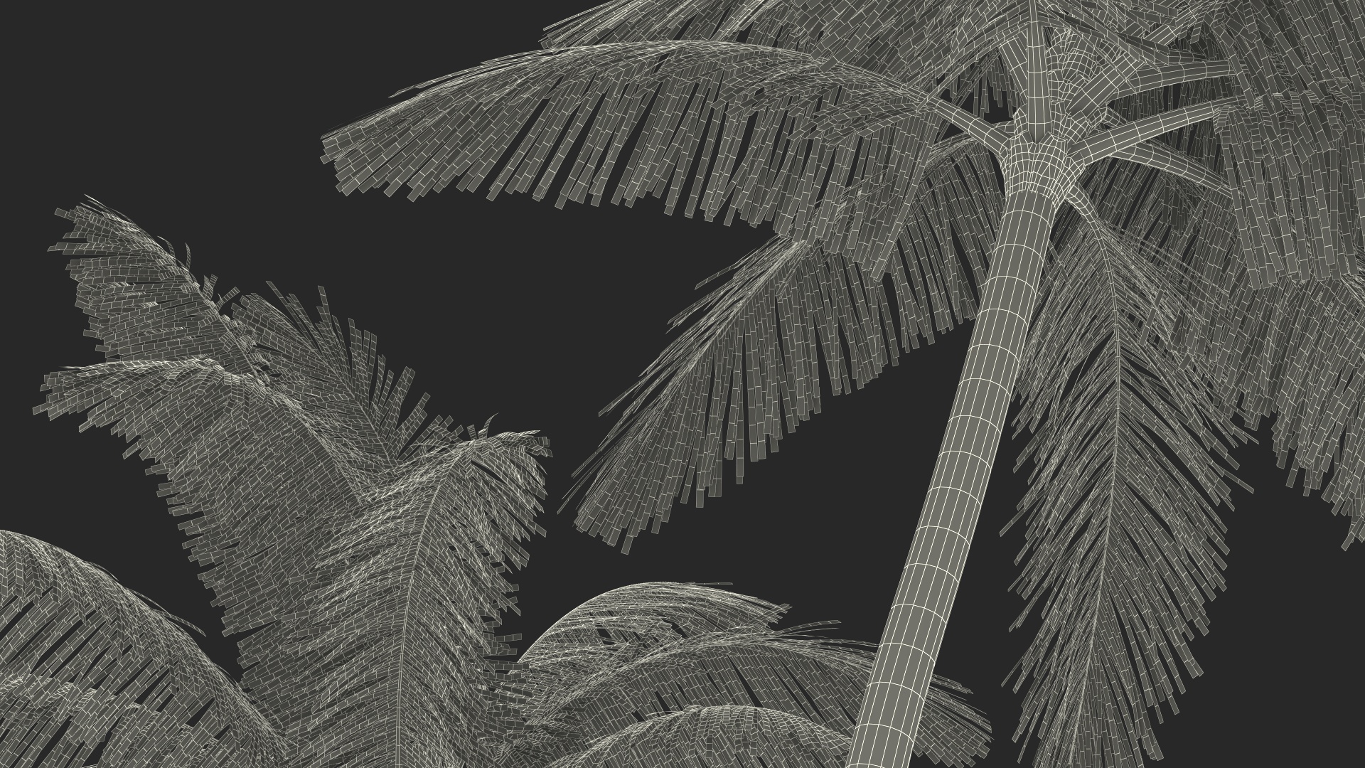 Palm Tree 3D model