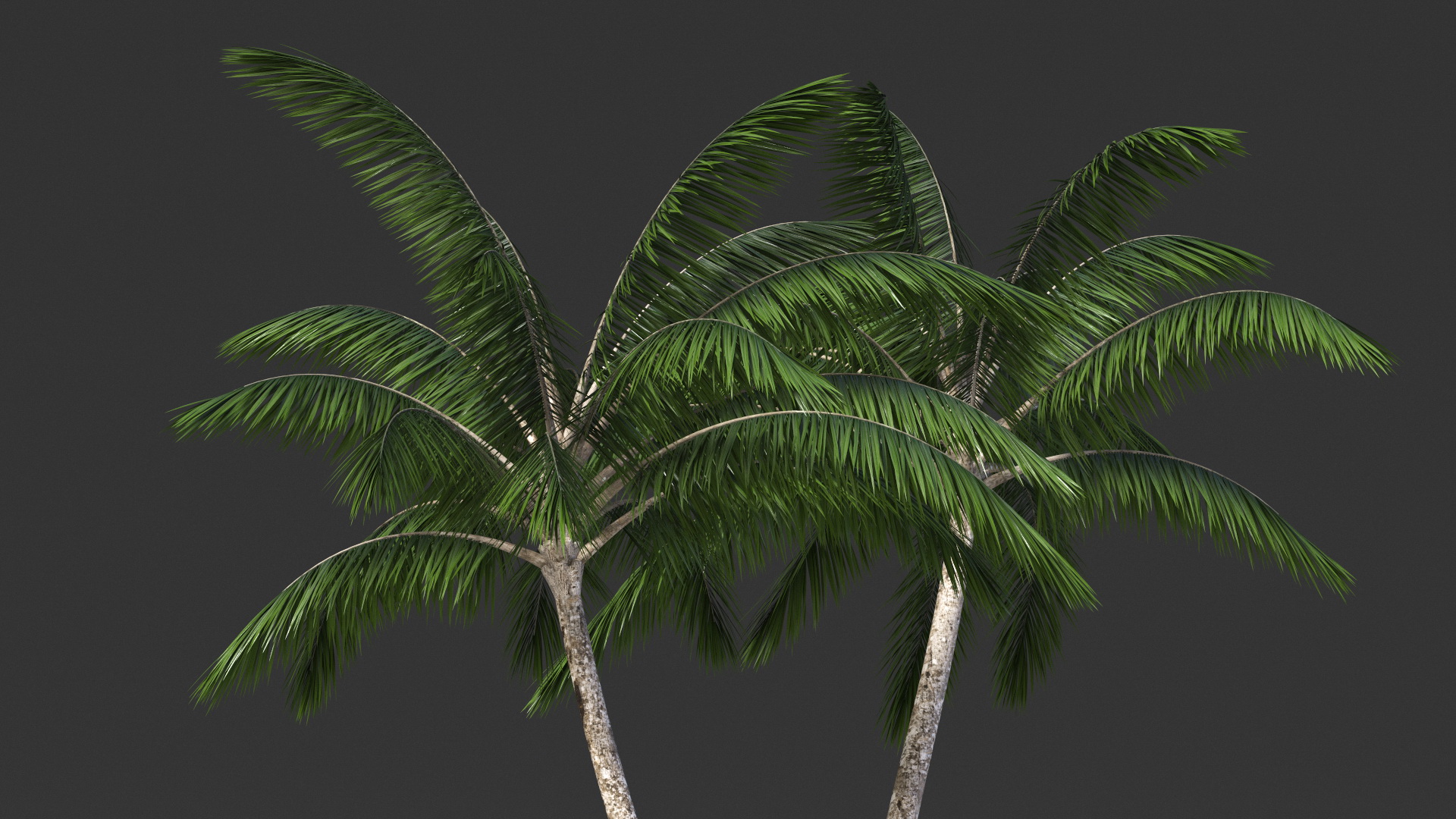 Palm Tree 3D model