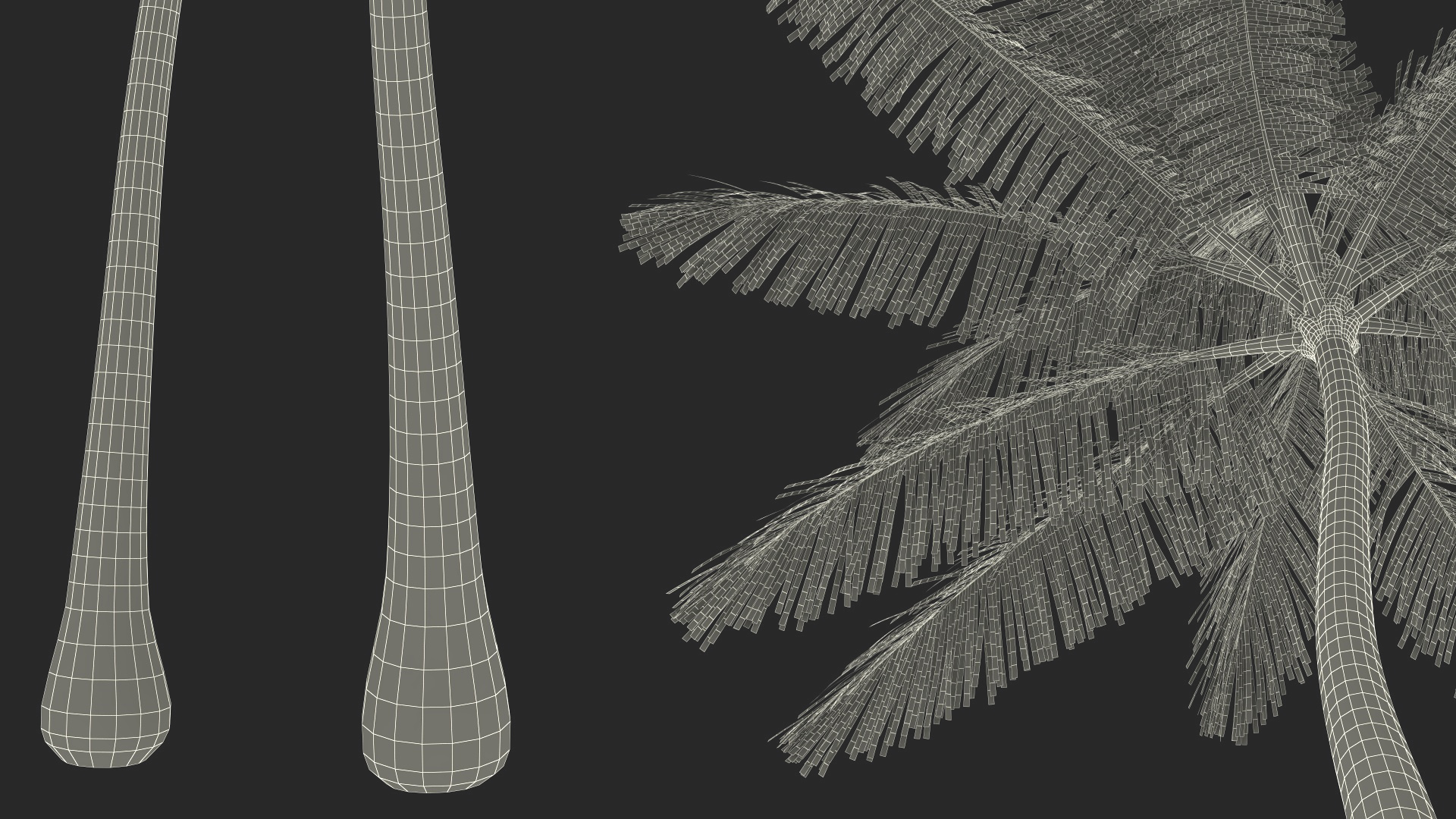 Palm Tree 3D model
