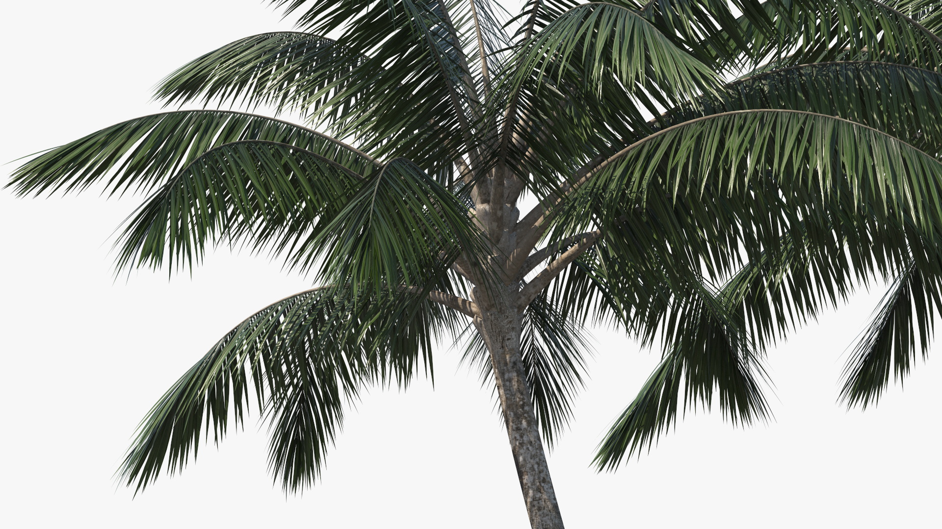 Palm Tree 3D model