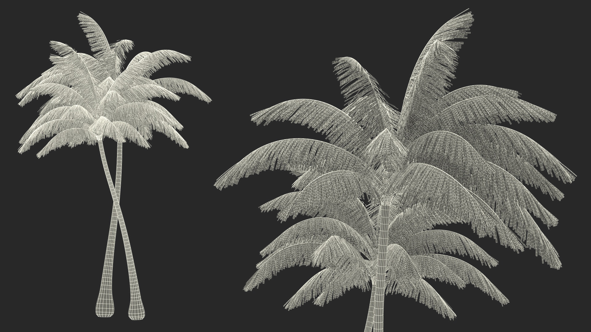 Palm Tree 3D model