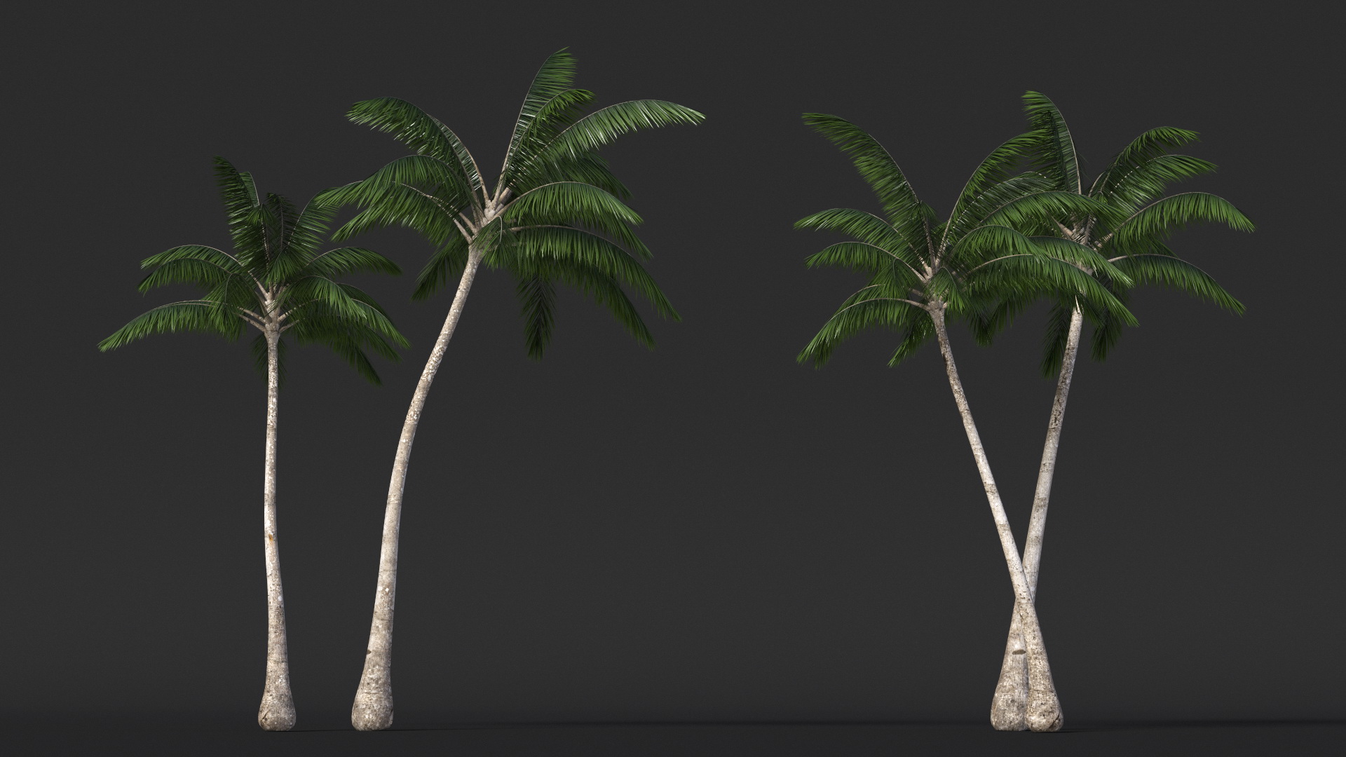 Palm Tree 3D model
