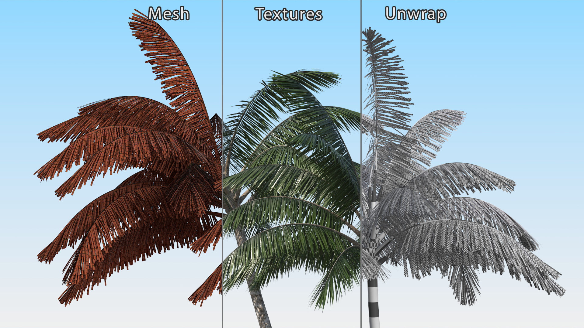 Palm Tree 3D model