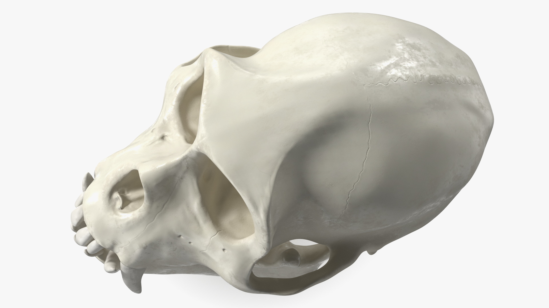 Vervet Monkey Skull 3D model