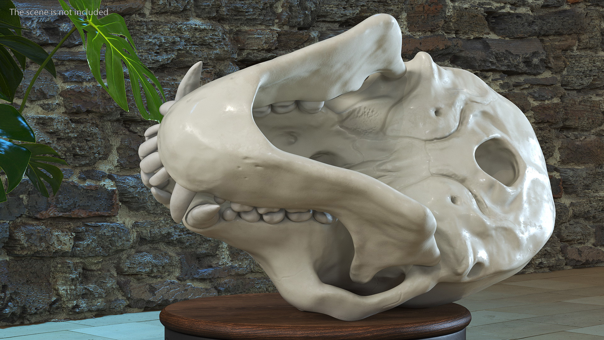 Vervet Monkey Skull 3D model