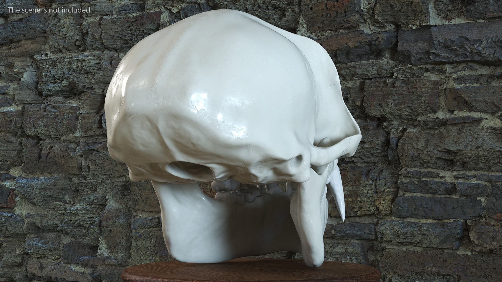 Vervet Monkey Skull 3D model