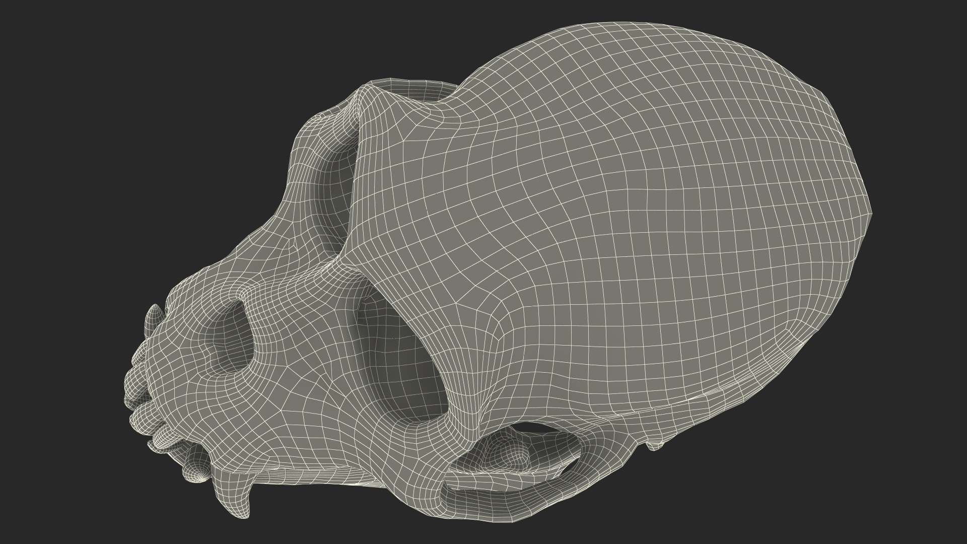 Vervet Monkey Skull 3D model