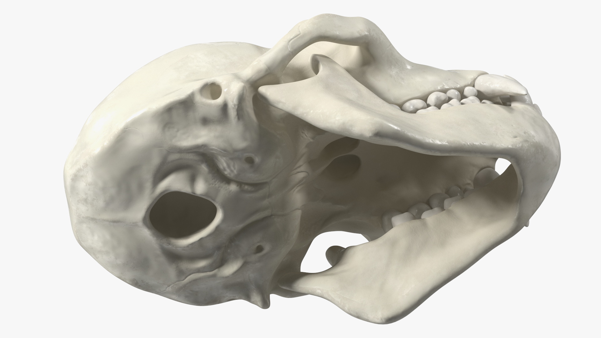 Vervet Monkey Skull 3D model