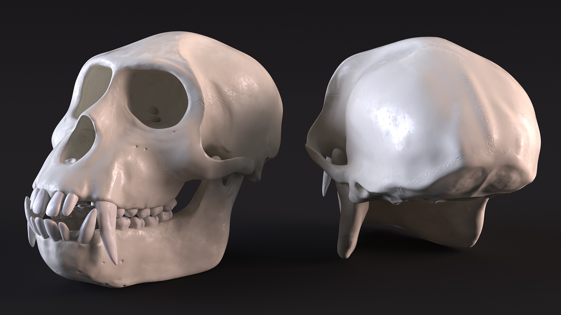 Vervet Monkey Skull 3D model