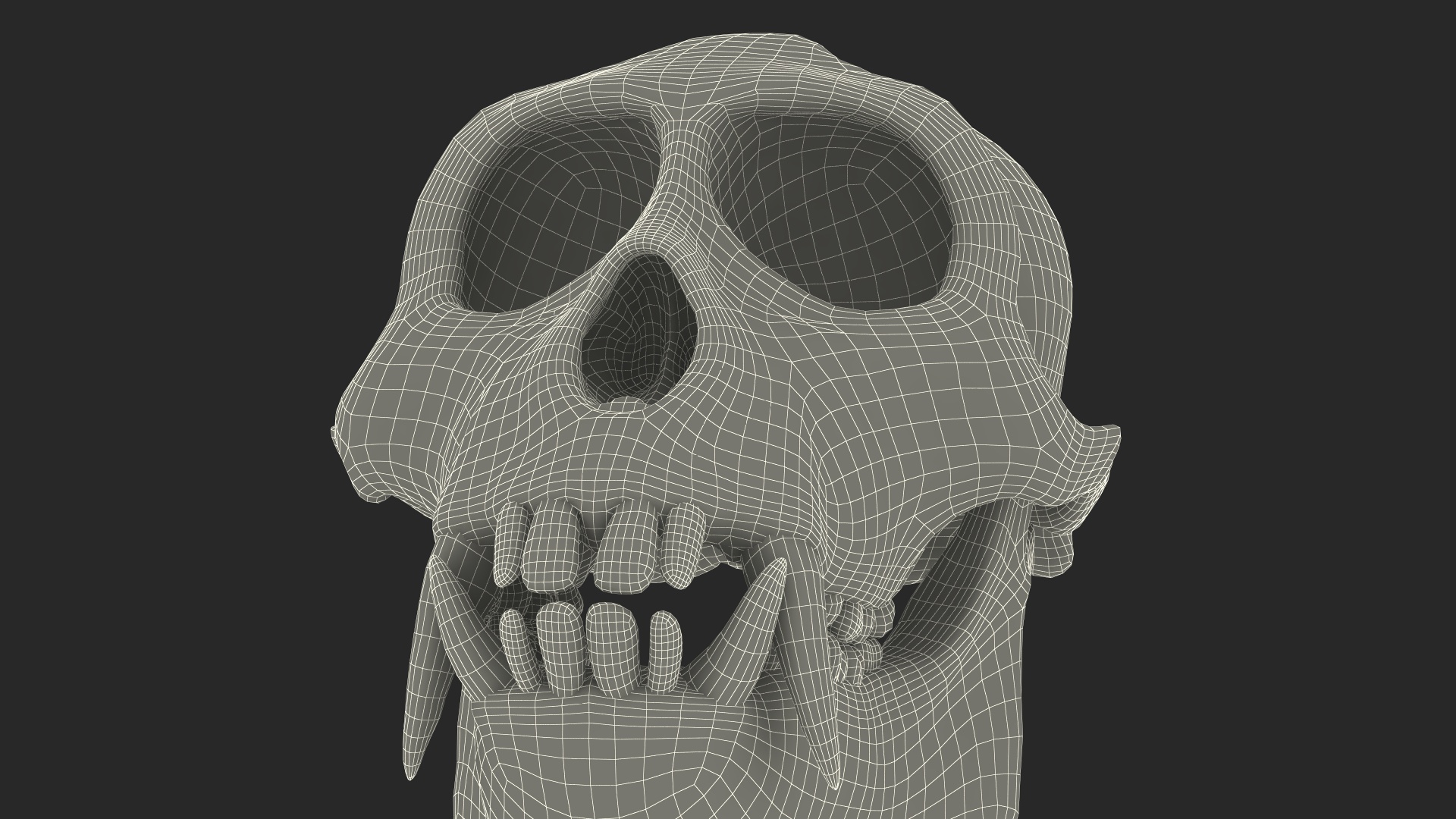 Vervet Monkey Skull 3D model