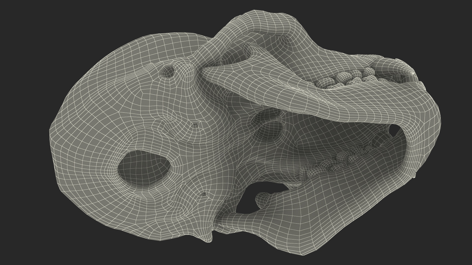 Vervet Monkey Skull 3D model