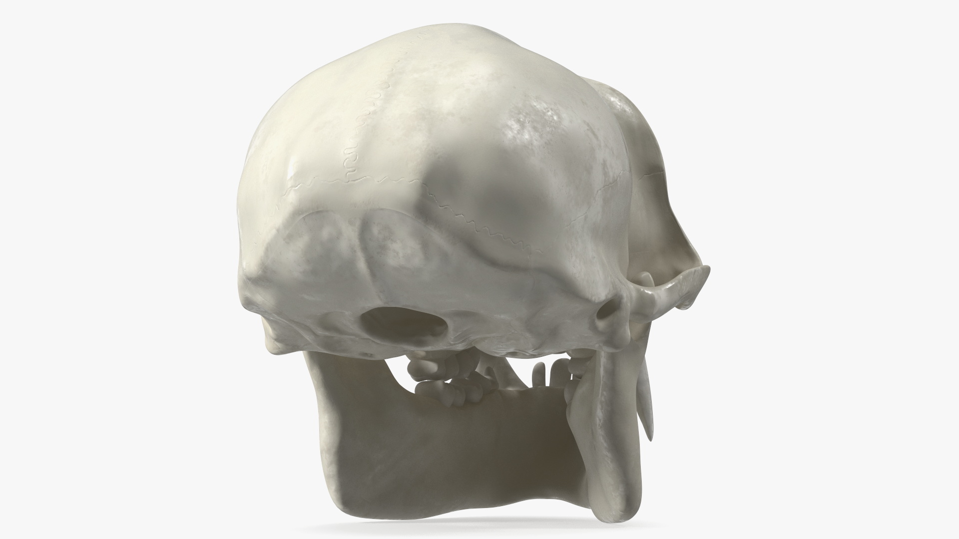 Vervet Monkey Skull 3D model