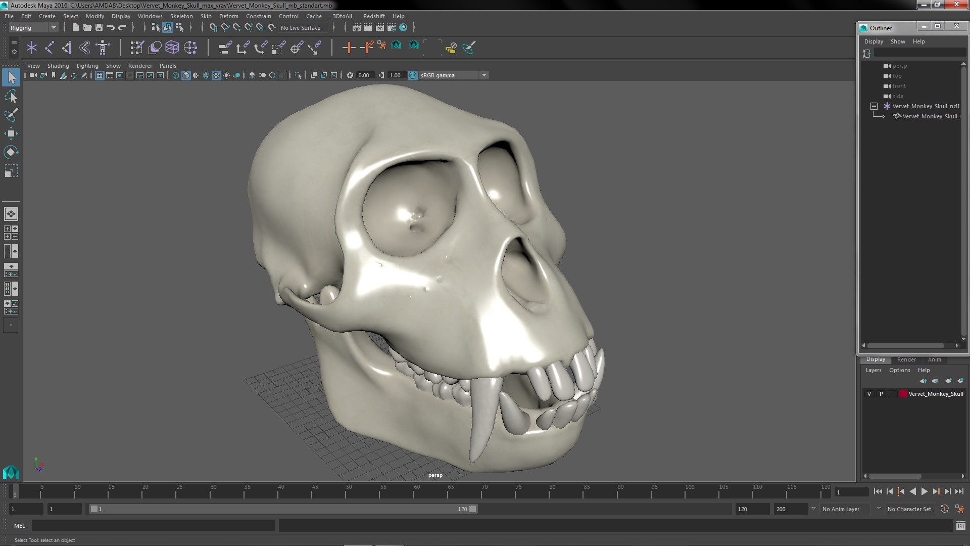 Vervet Monkey Skull 3D model