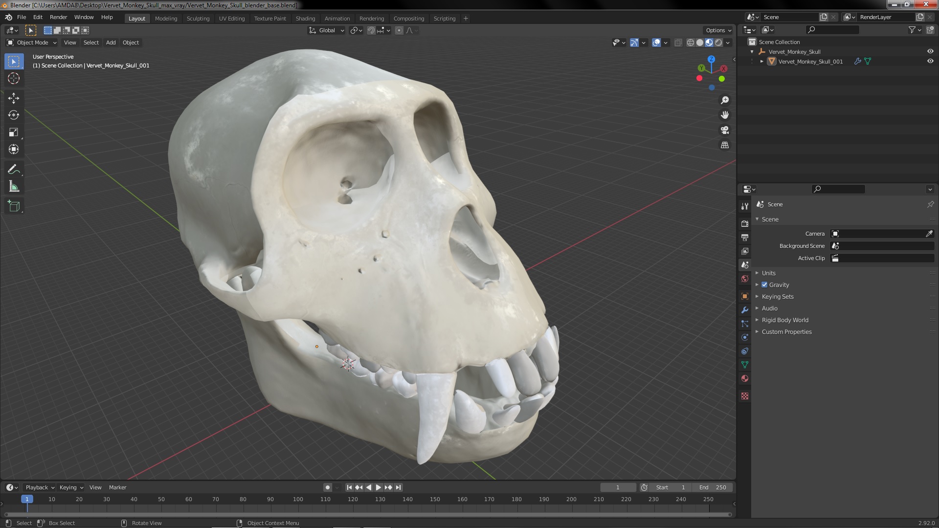Vervet Monkey Skull 3D model