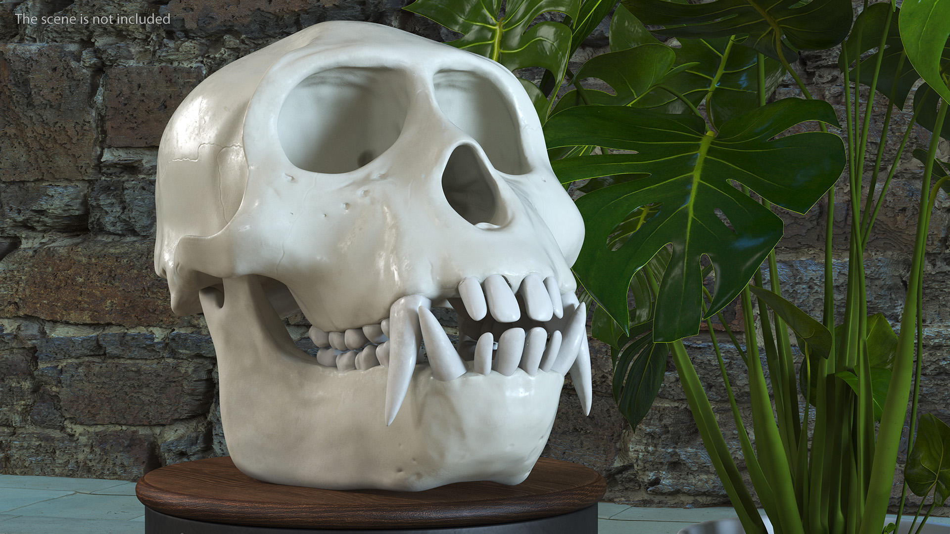 Vervet Monkey Skull 3D model