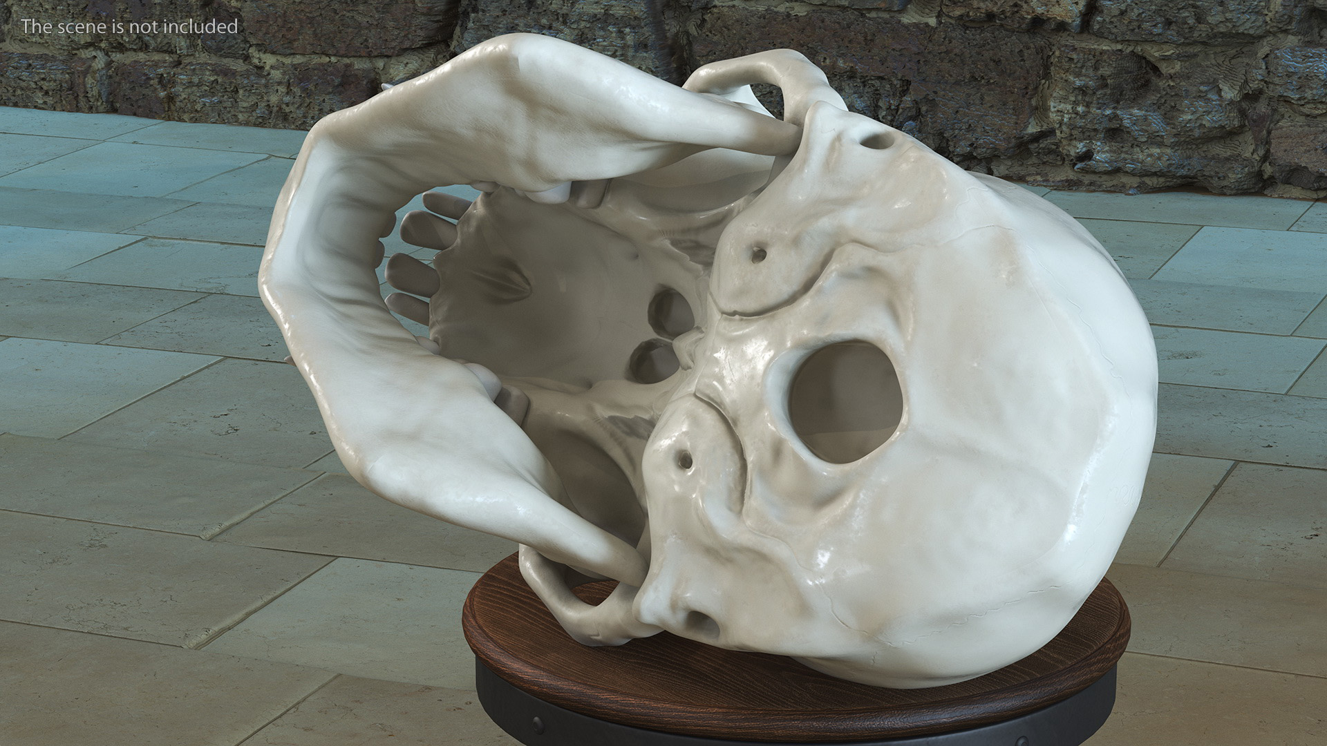 Vervet Monkey Skull 3D model
