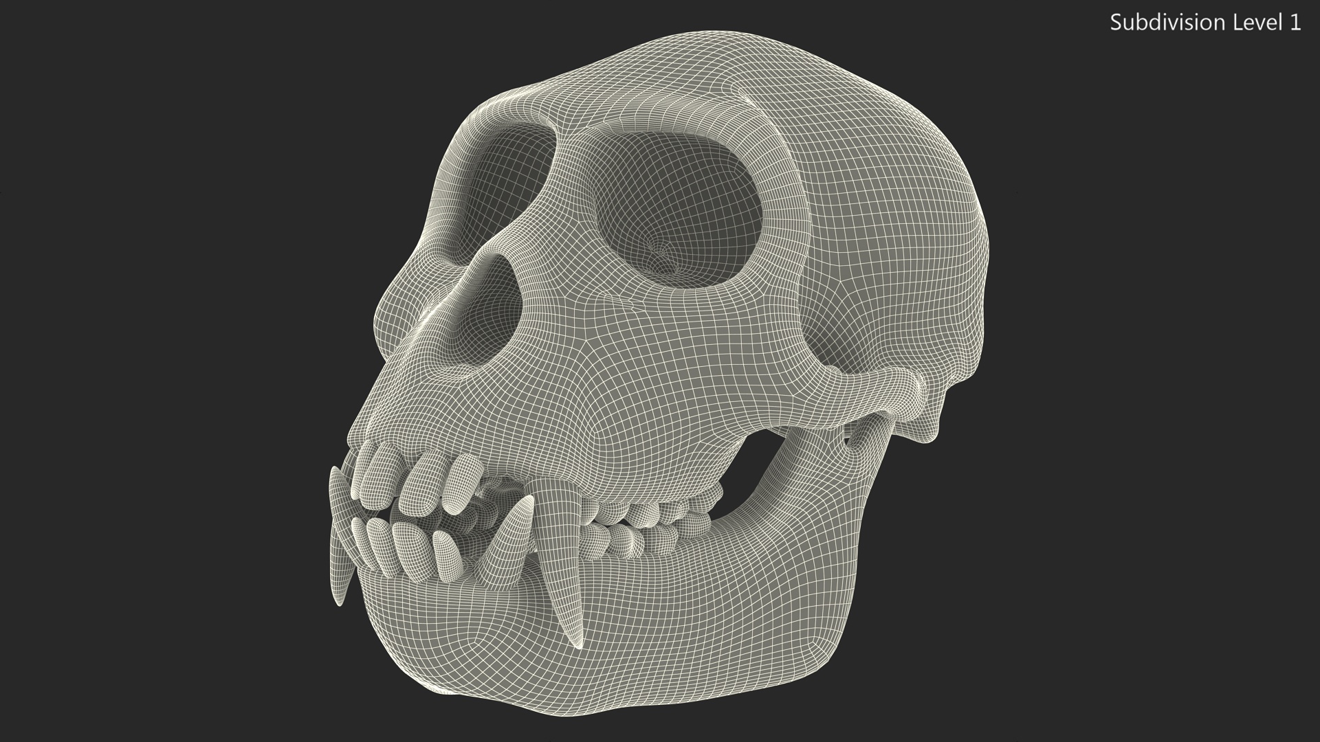 Vervet Monkey Skull 3D model
