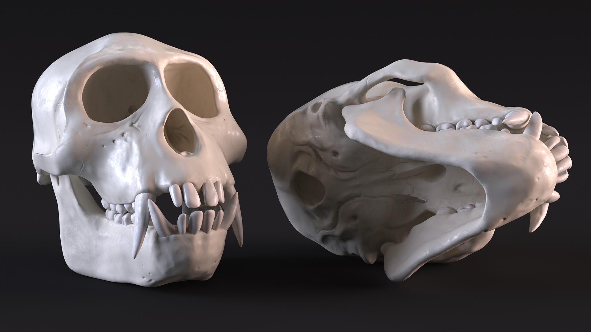 Vervet Monkey Skull 3D model