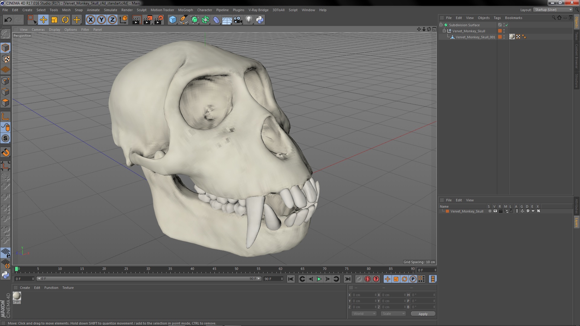 Vervet Monkey Skull 3D model