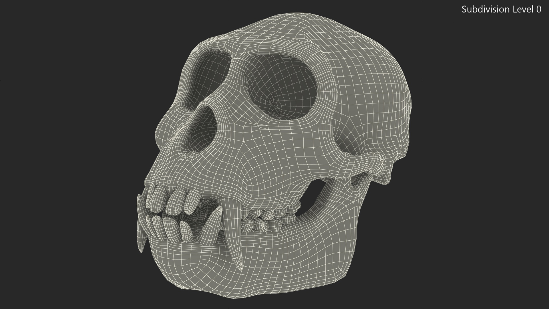 Vervet Monkey Skull 3D model