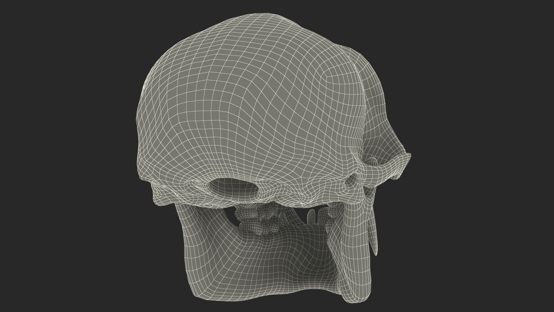 Vervet Monkey Skull 3D model