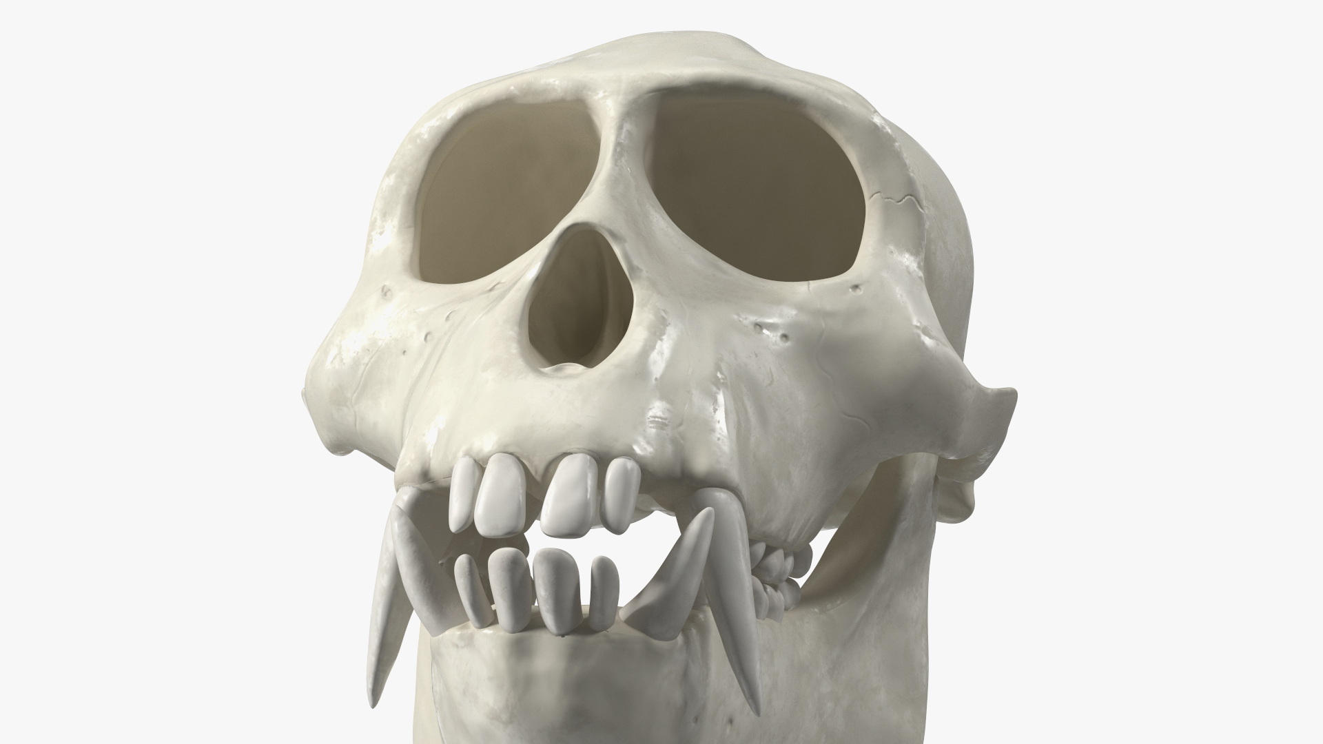 Vervet Monkey Skull 3D model