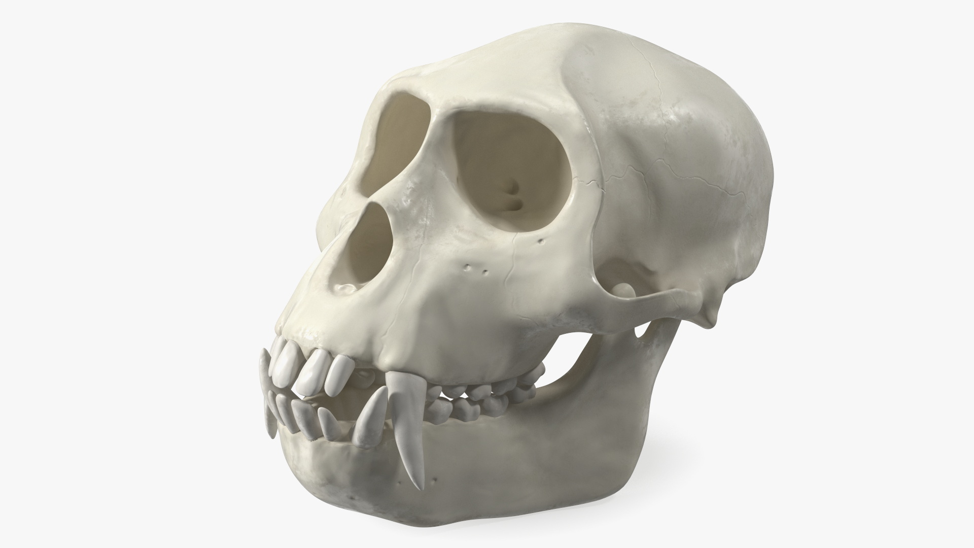 Vervet Monkey Skull 3D model