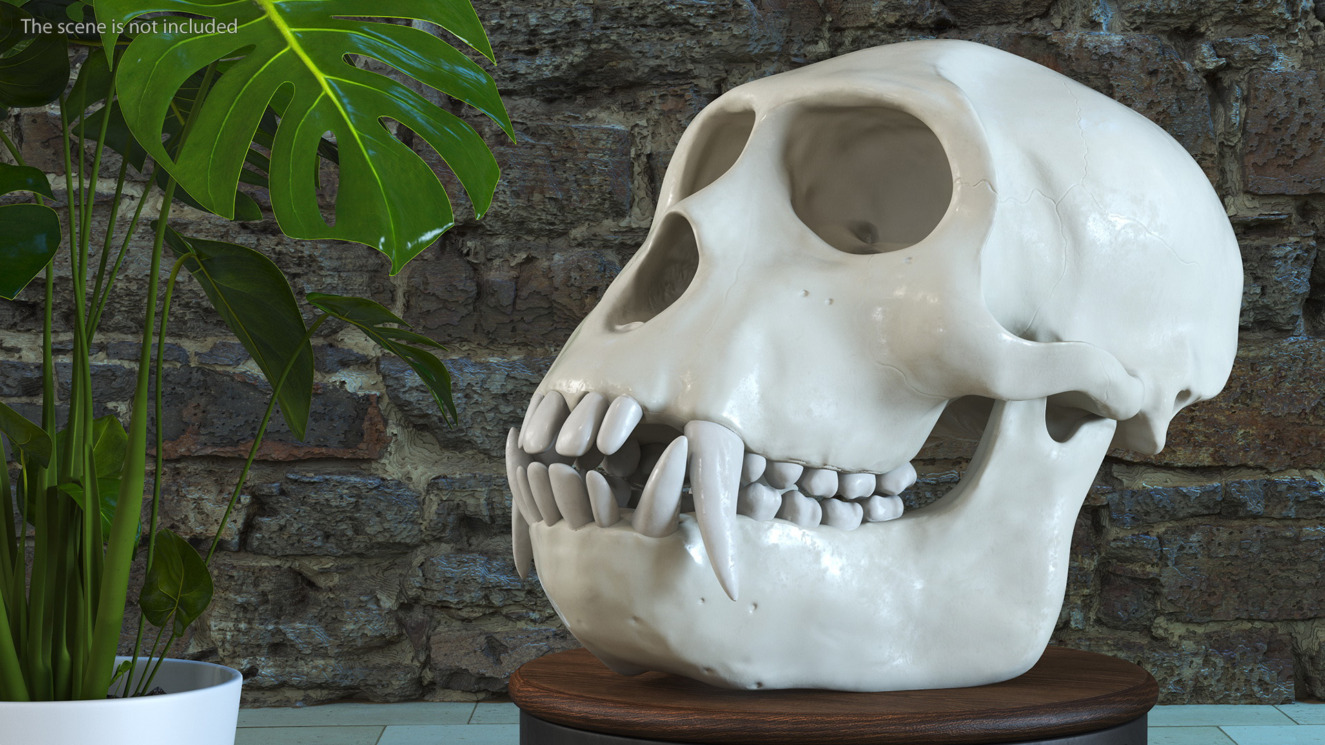 Vervet Monkey Skull 3D model