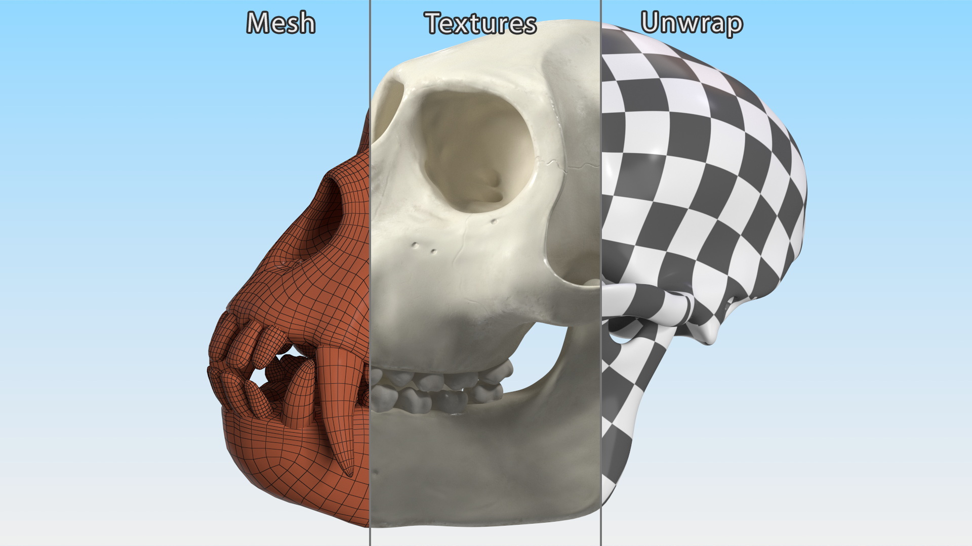 Vervet Monkey Skull 3D model
