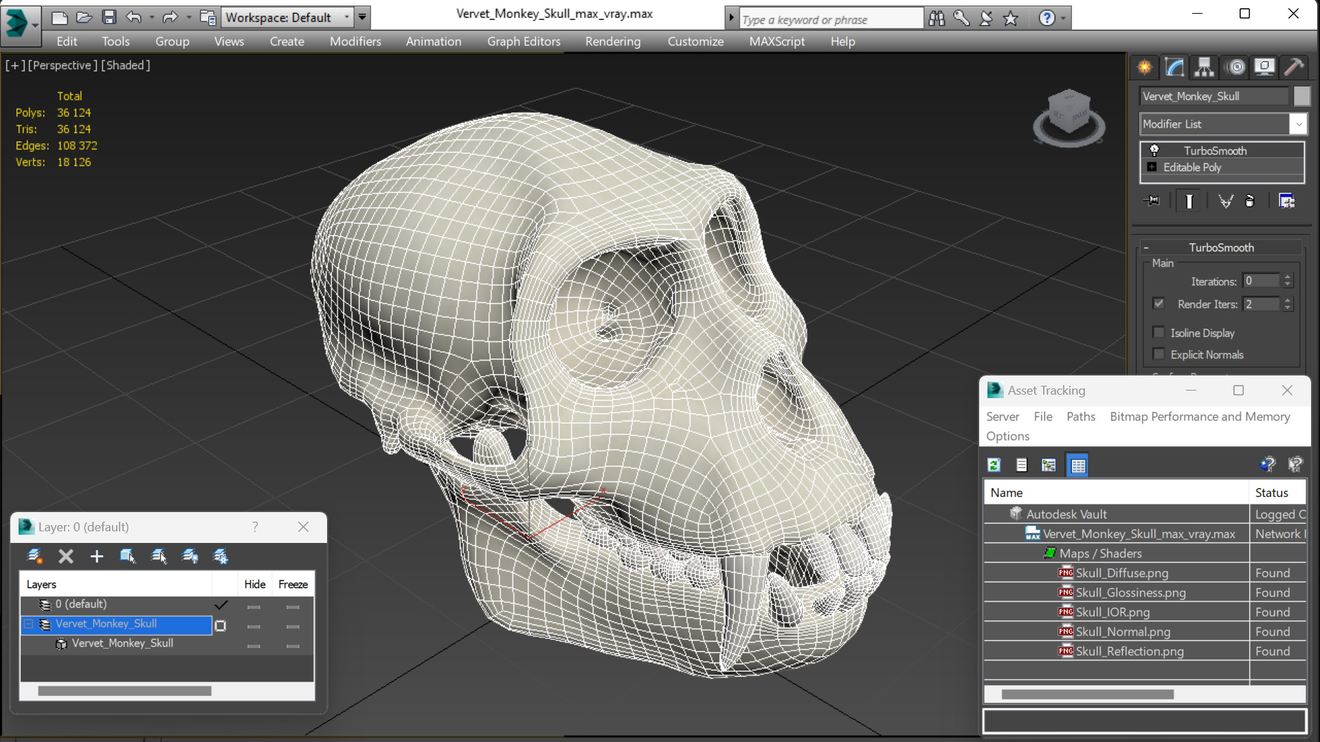 Vervet Monkey Skull 3D model