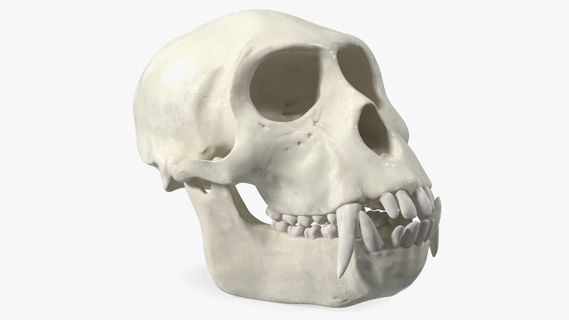 Vervet Monkey Skull 3D model