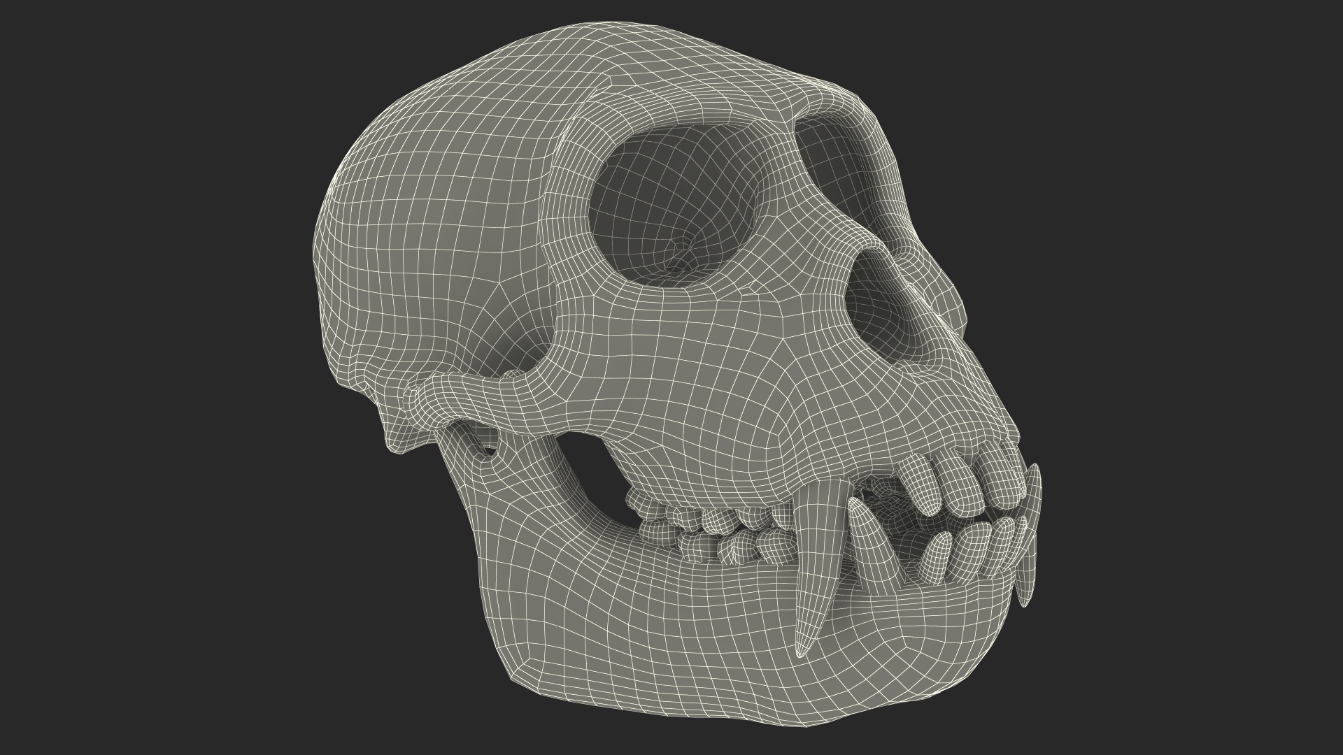 Vervet Monkey Skull 3D model
