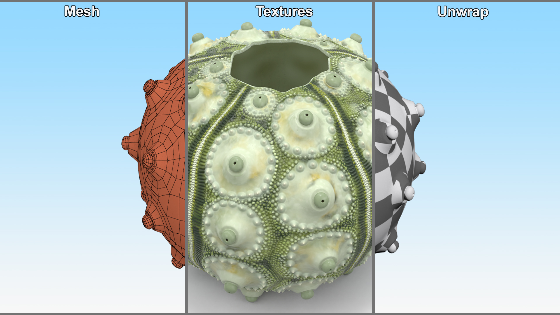 3D Sputnik Sea Urchin Seashell Green model