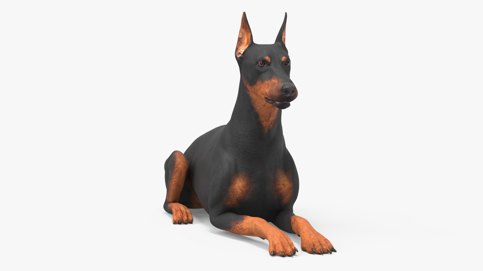 Doberman Pinscher Dog Lying Down 3D