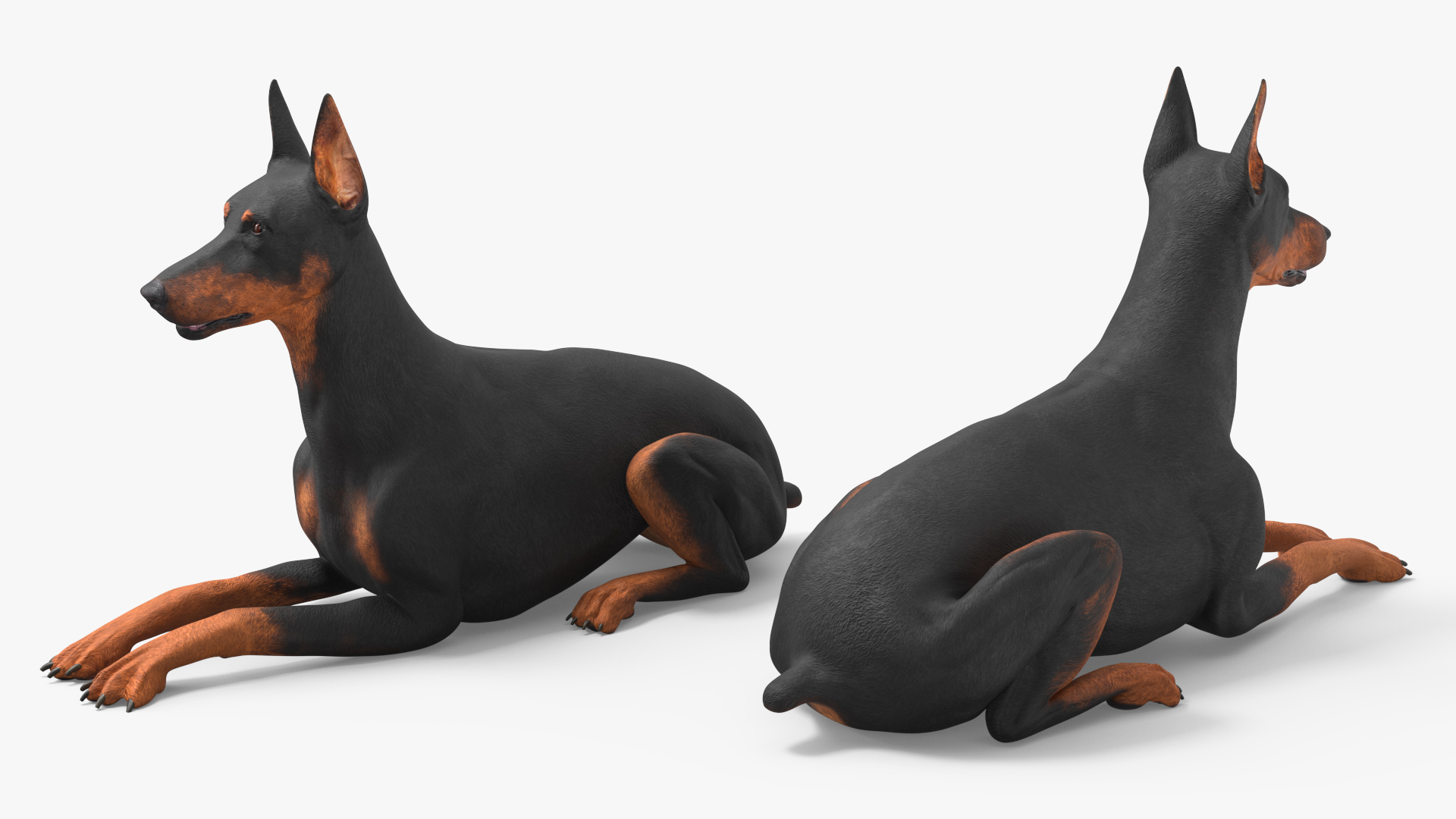 Doberman Pinscher Dog Lying Down 3D