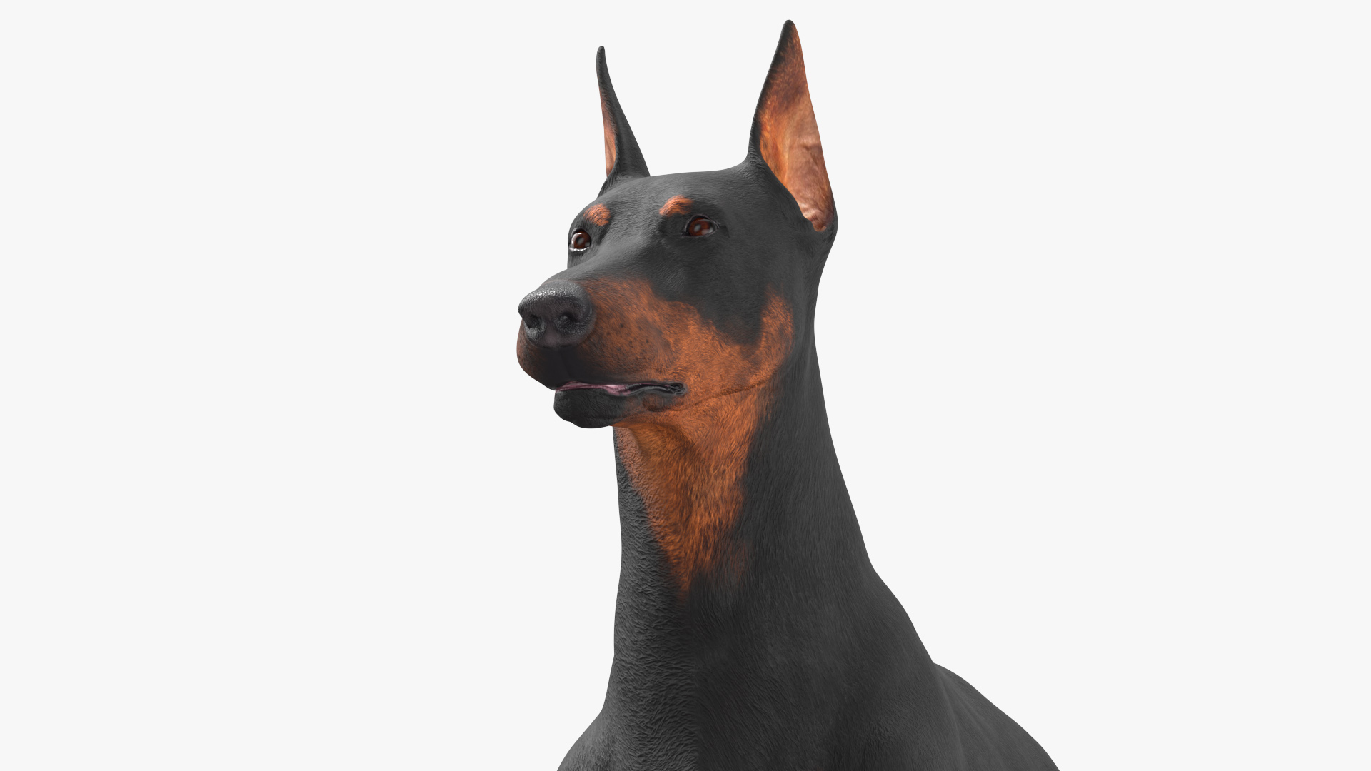 Doberman Pinscher Dog Lying Down 3D