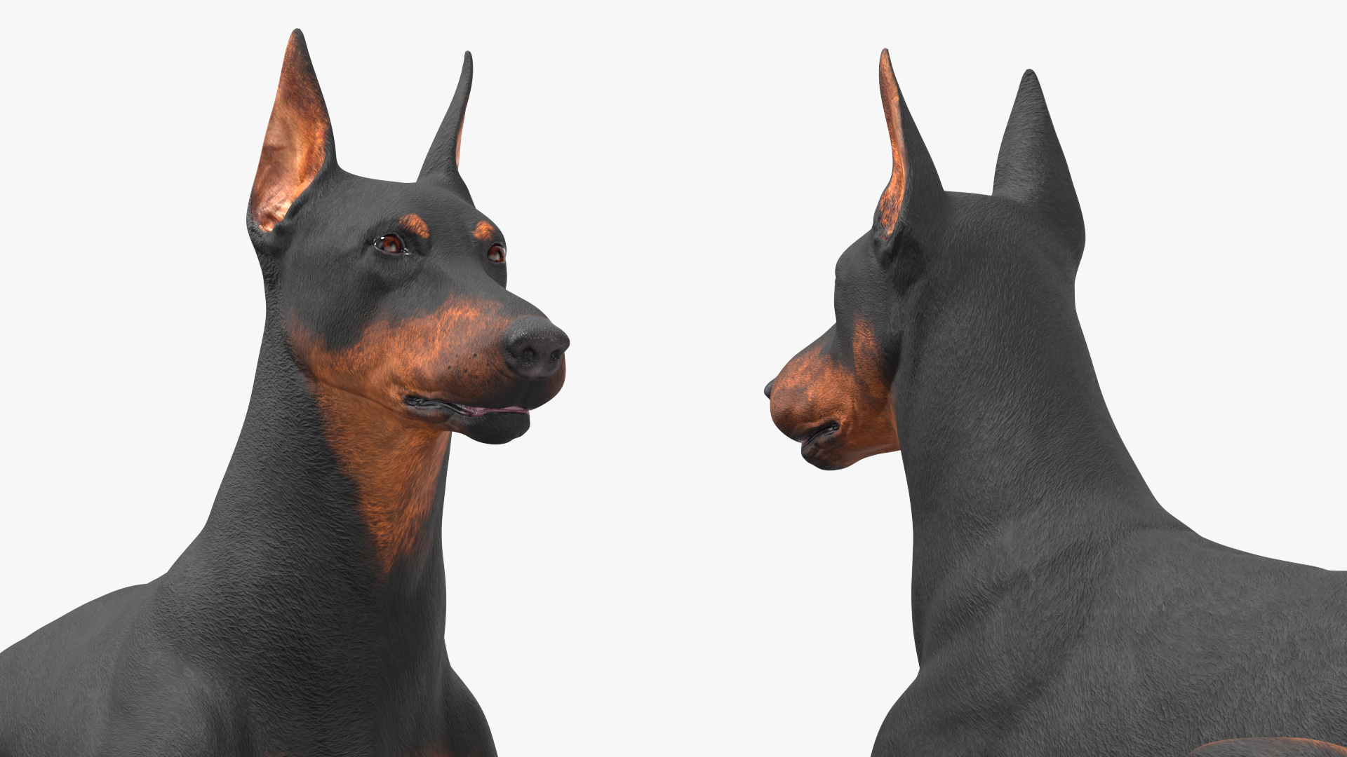 Doberman Pinscher Dog Lying Down 3D
