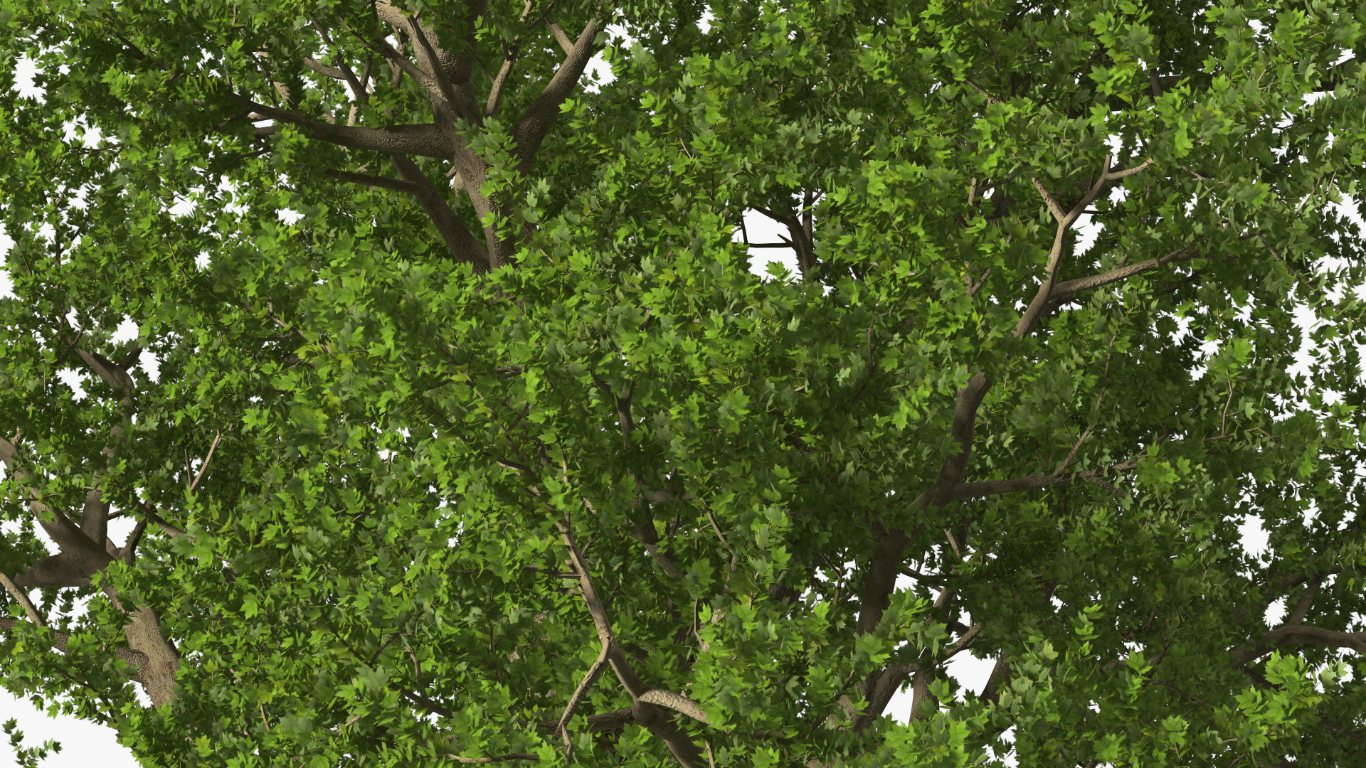 3D model Lush Maple Tree
