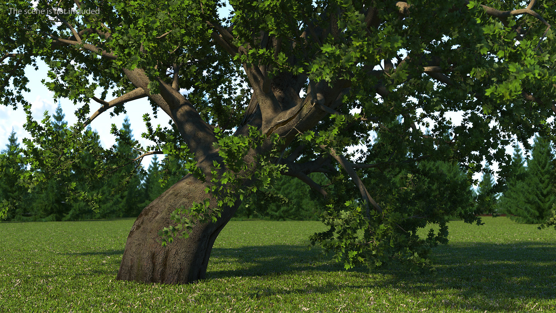 3D model Lush Maple Tree