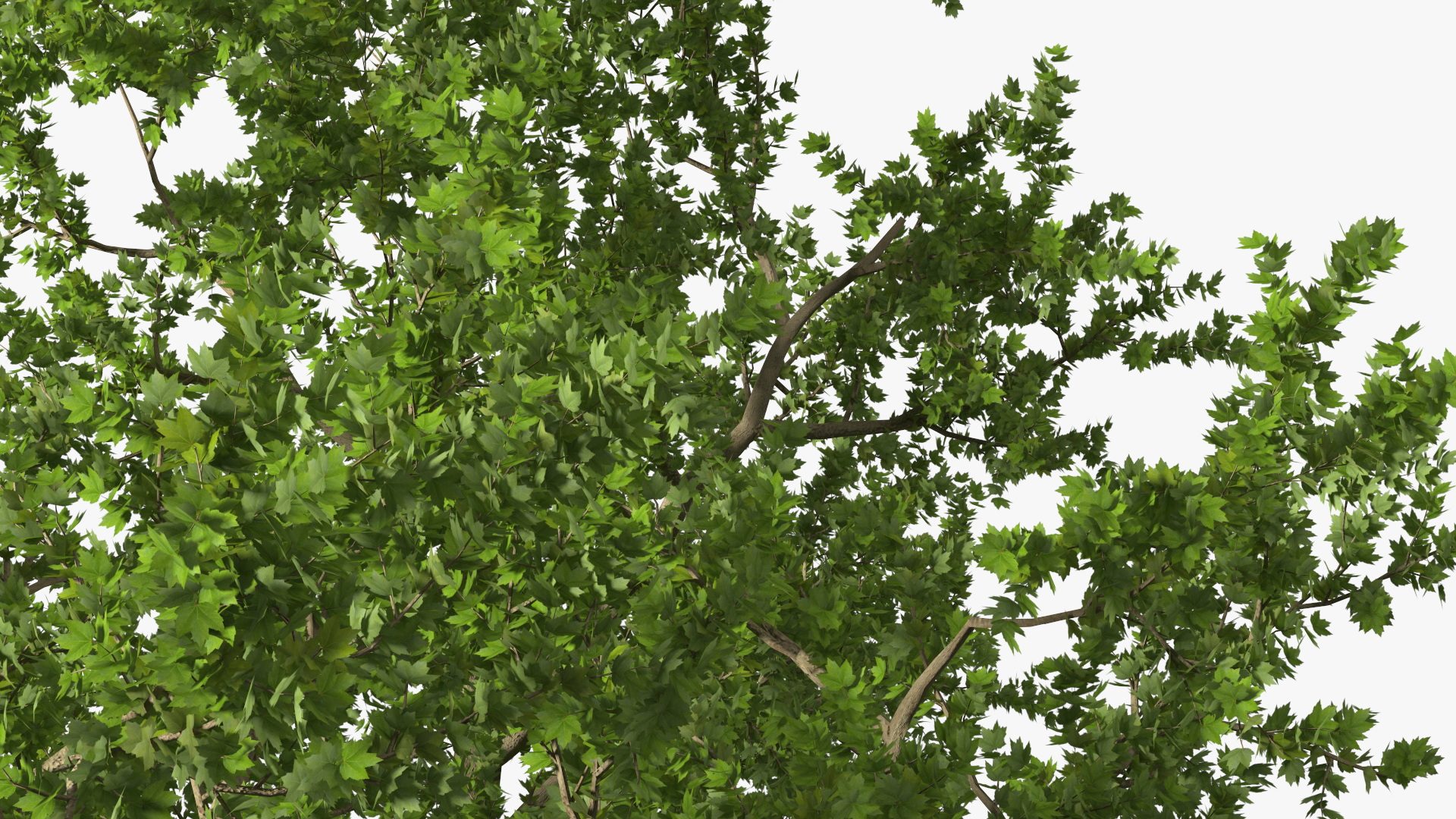 3D model Lush Maple Tree