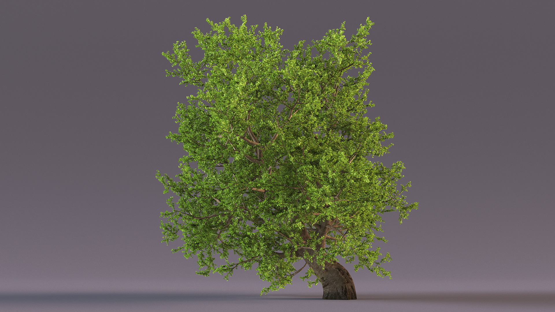 3D model Lush Maple Tree