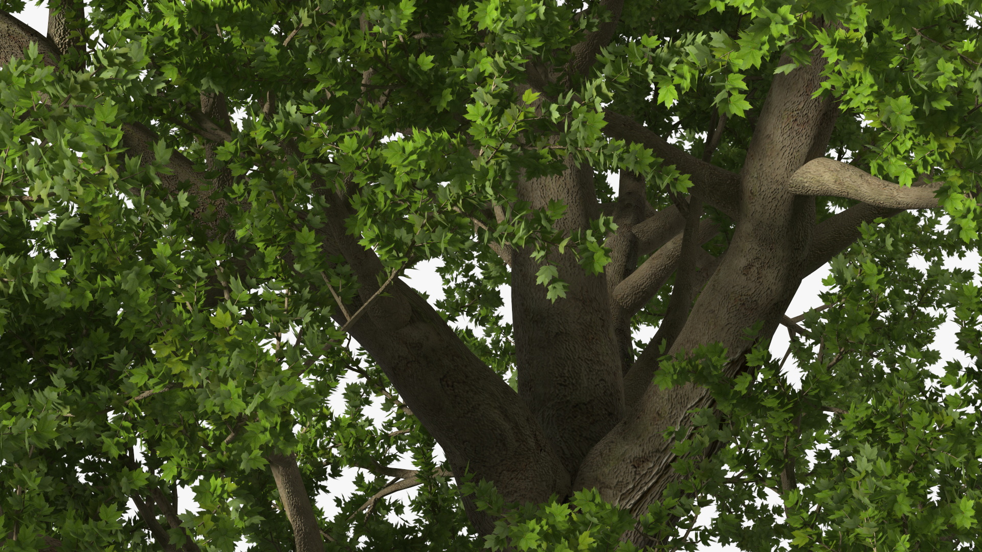 3D model Lush Maple Tree