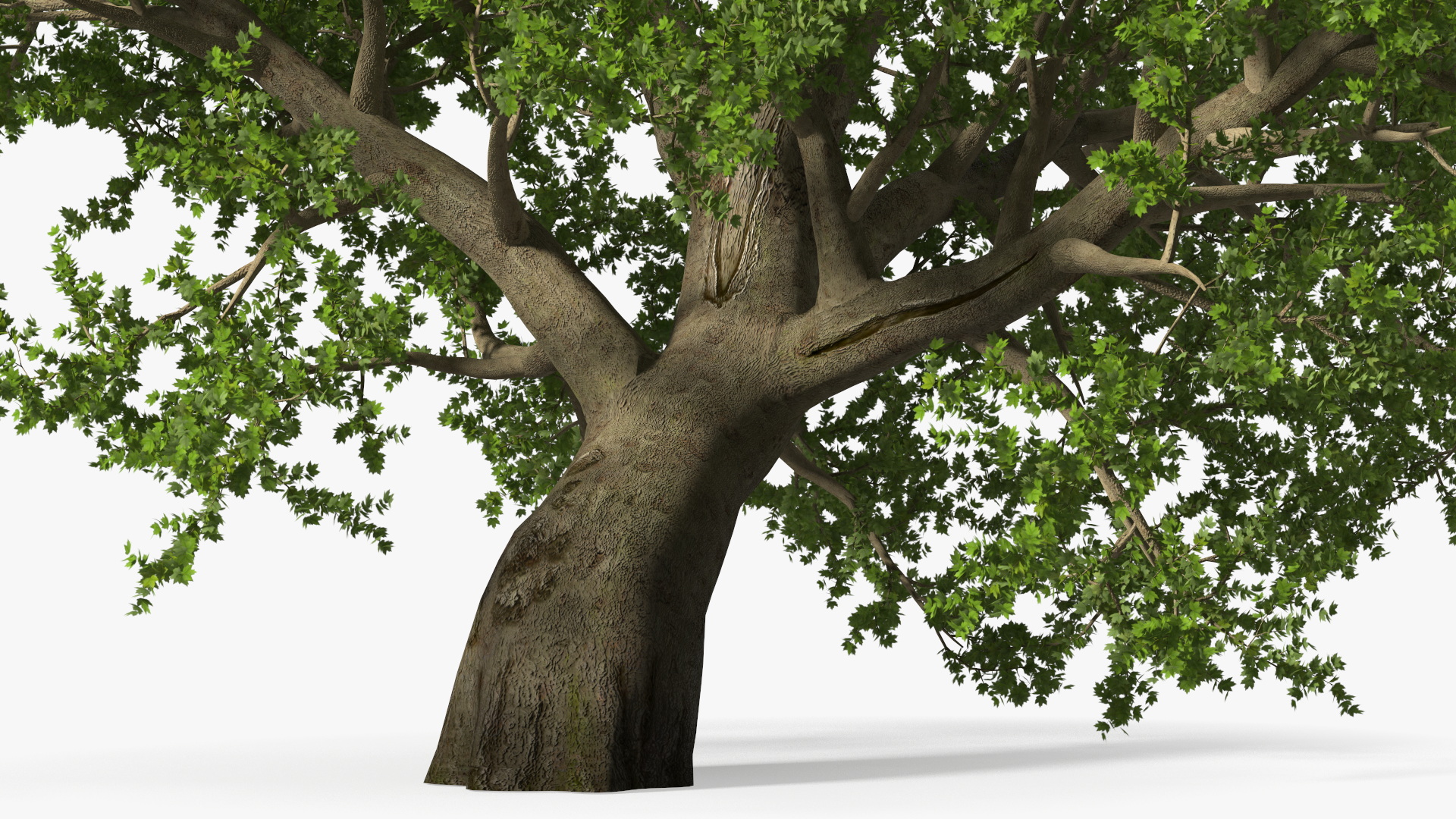 3D model Lush Maple Tree