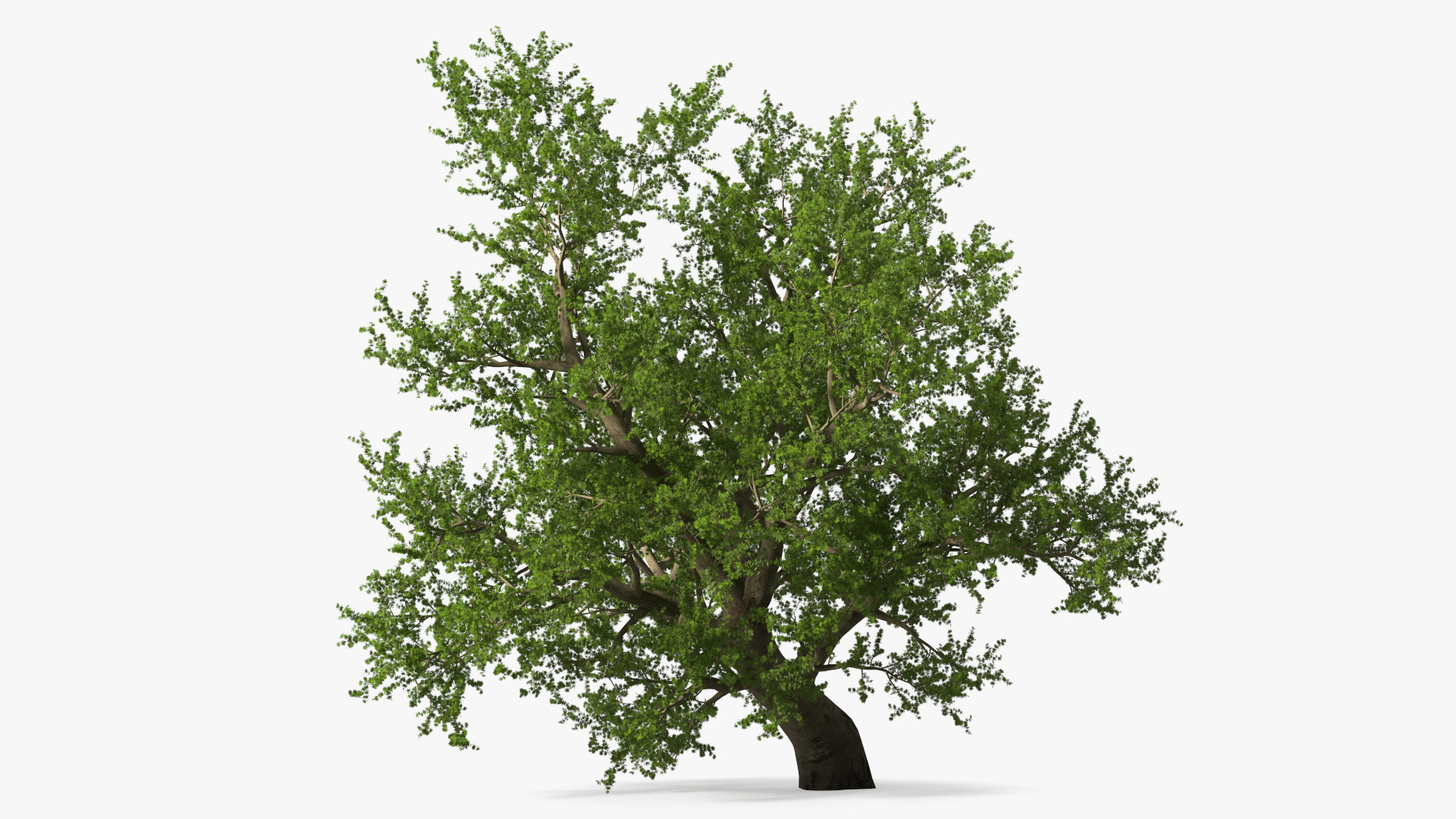 3D model Lush Maple Tree