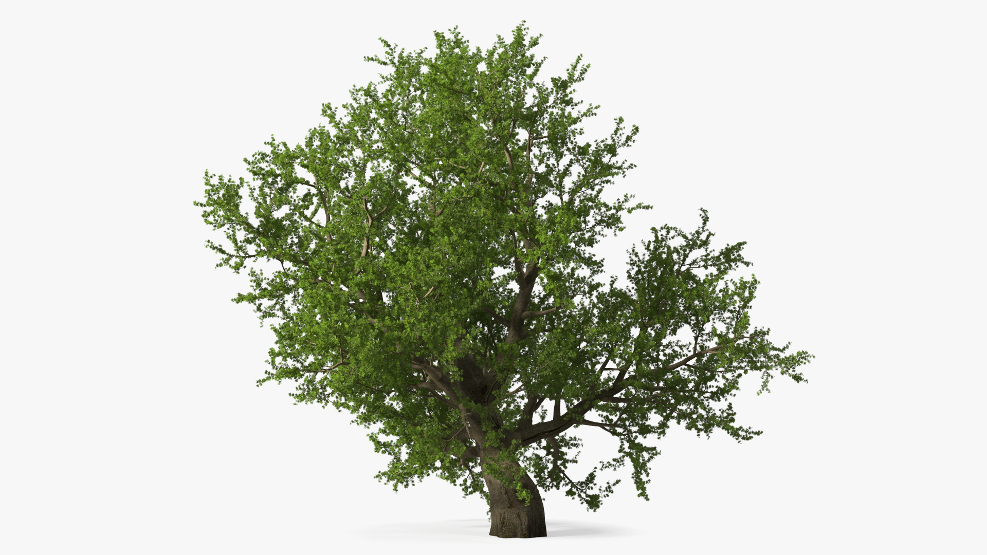 3D model Lush Maple Tree