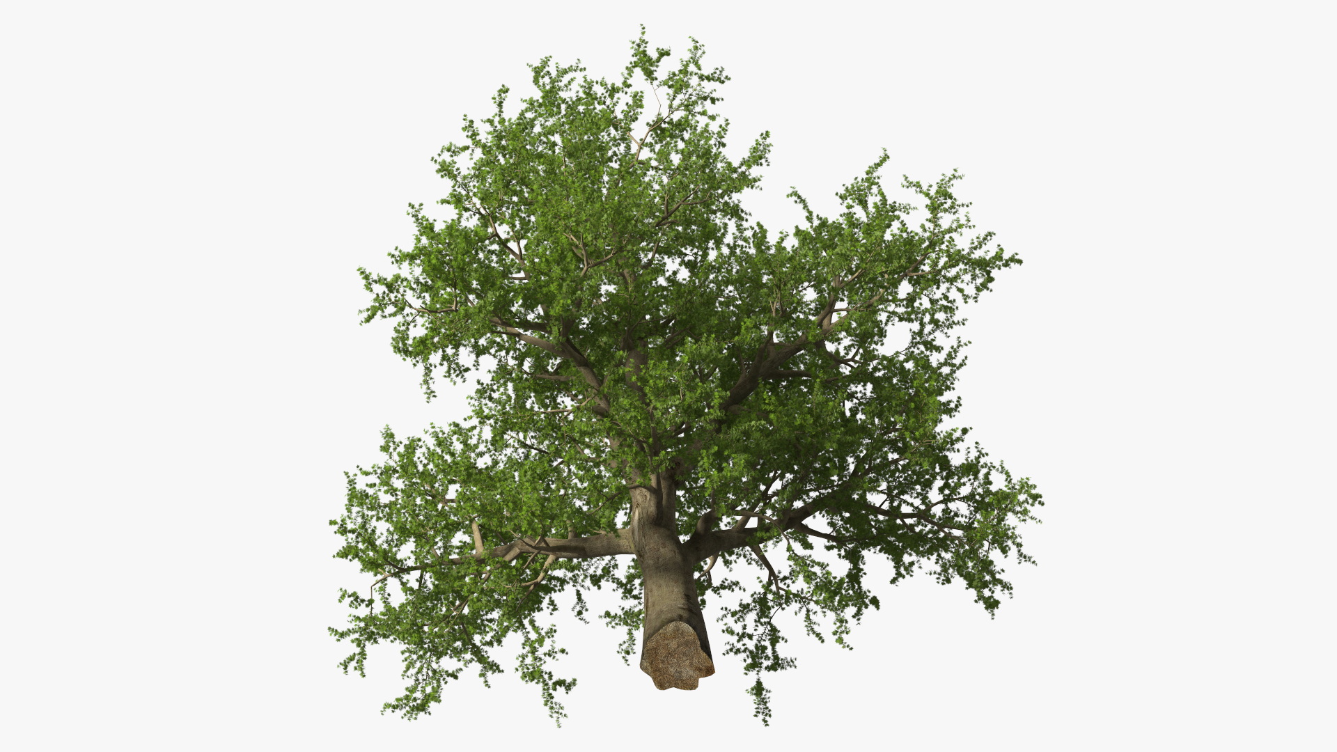 3D model Lush Maple Tree