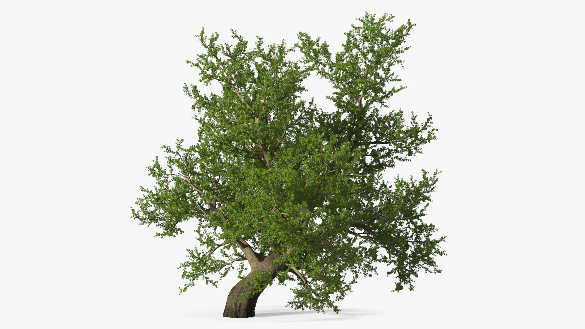 3D model Lush Maple Tree